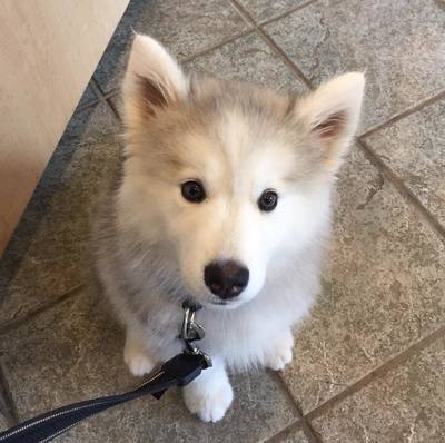 husky puppy looking up