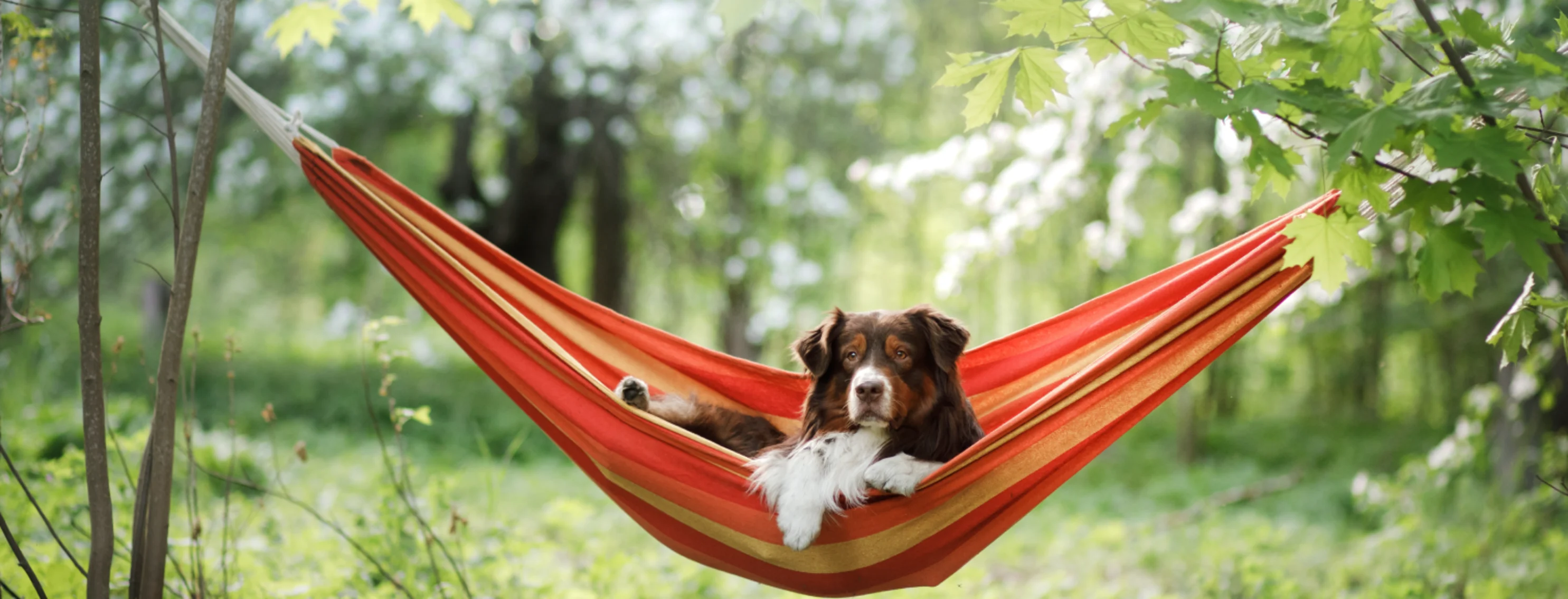 dog sitting in a hammock