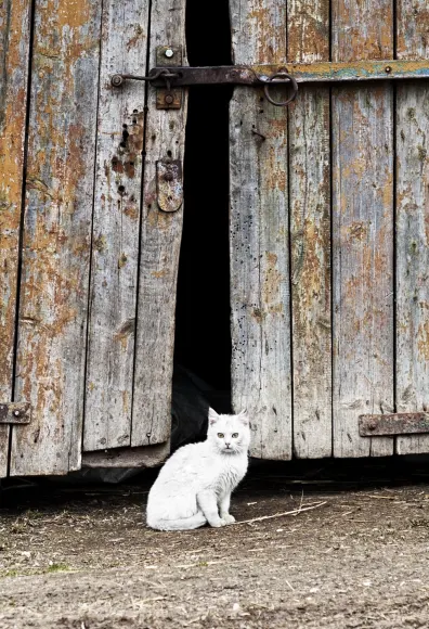 White cat standing in front of barn