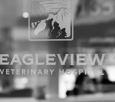 Black and white photo of a view inside a window with the Eagleview Veterinary Hospital logo