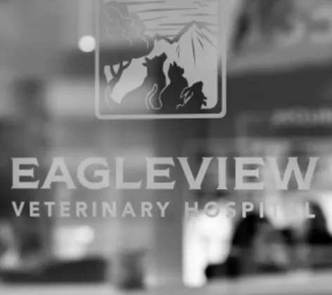Black and white photo of a view inside a window with the Eagleview Veterinary Hospital logo Black and white photo of a view inside a window with the Eagleview Veterinary Hospital logo