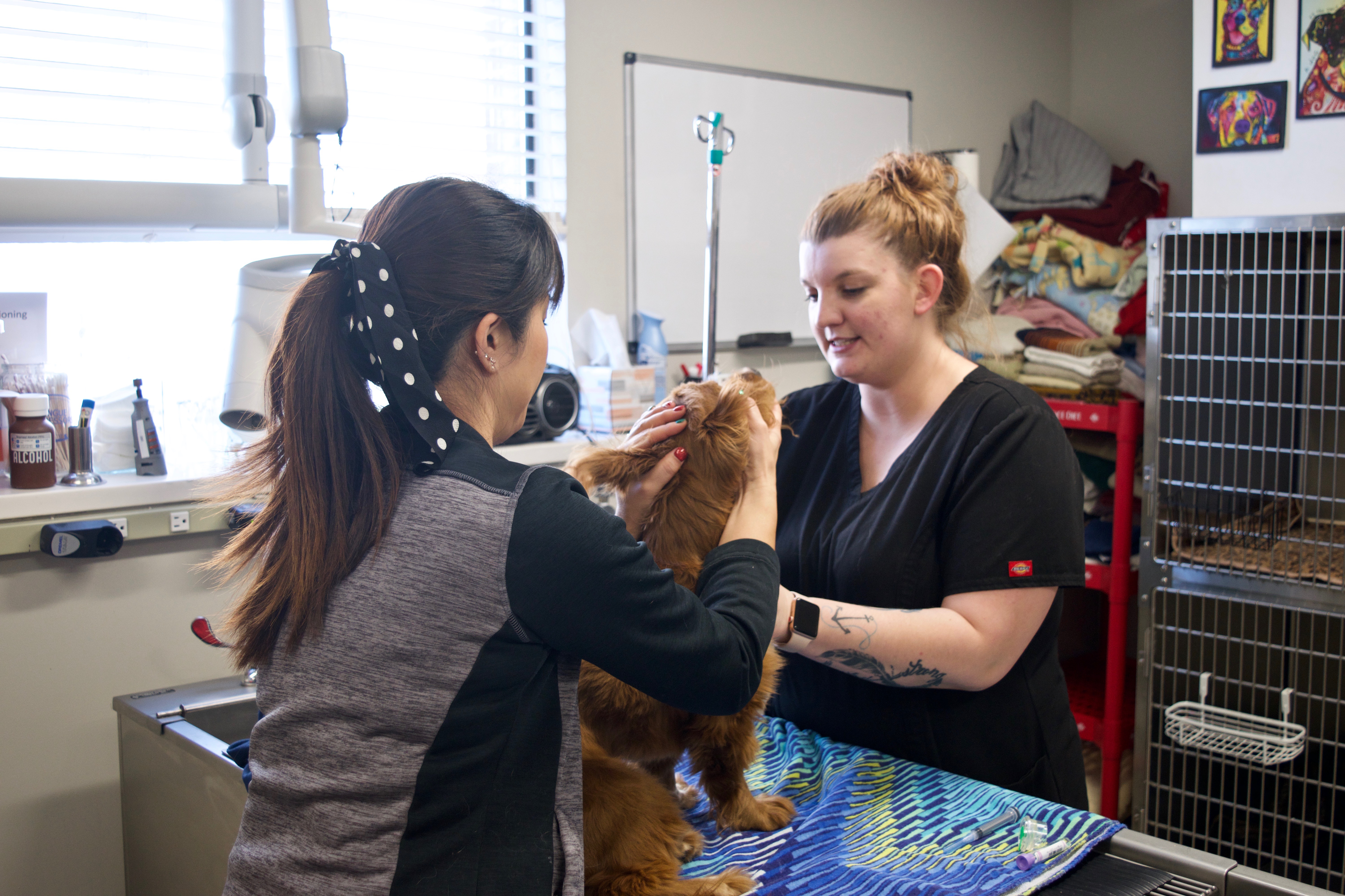 Groomers with small brown dog at East Valley Veterinary Clinic