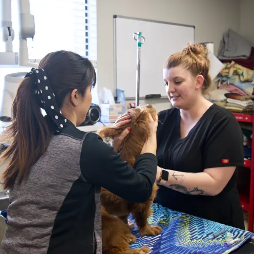 Groomers with small brown dog at East Valley Veterinary Clinic