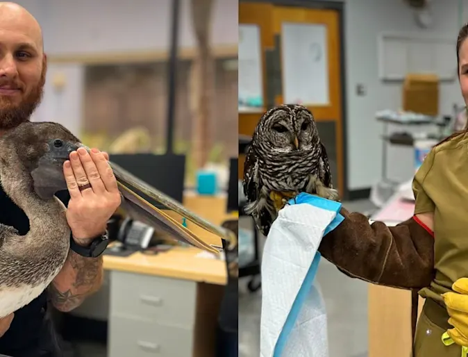 St. Johns Veterinary Hospital: Saving Florida’s wildlife–one animal at a time St. Johns Veterinary Hospital: Saving Florida’s wildlife–one animal at a time