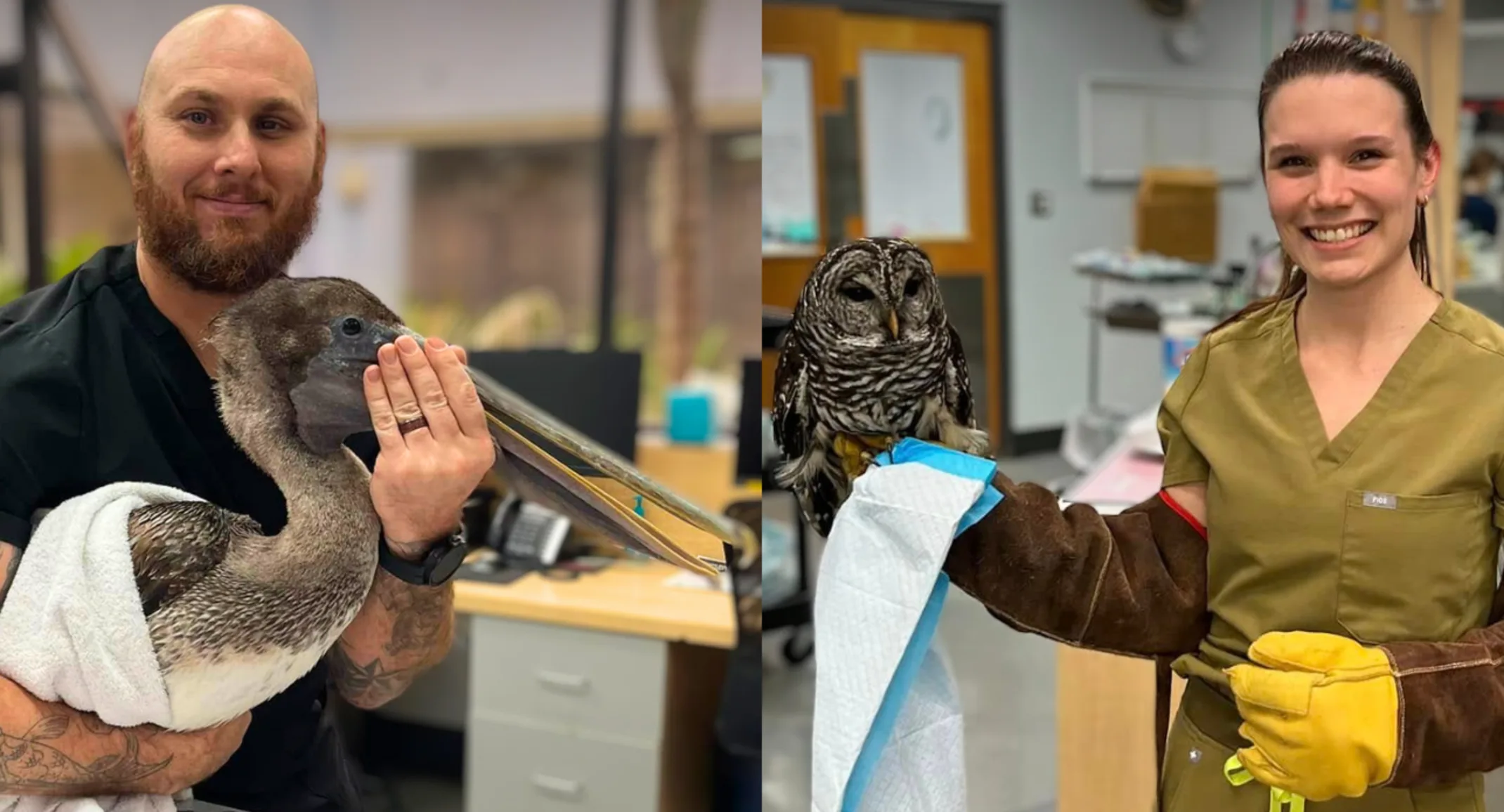 St. Johns Veterinary Hospital: Saving Florida’s wildlife–one animal at a time St. Johns Veterinary Hospital: Saving Florida’s wildlife–one animal at a time
