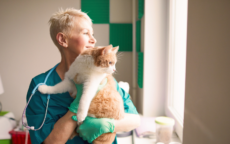 Veterinarian holding a white and orange cat
