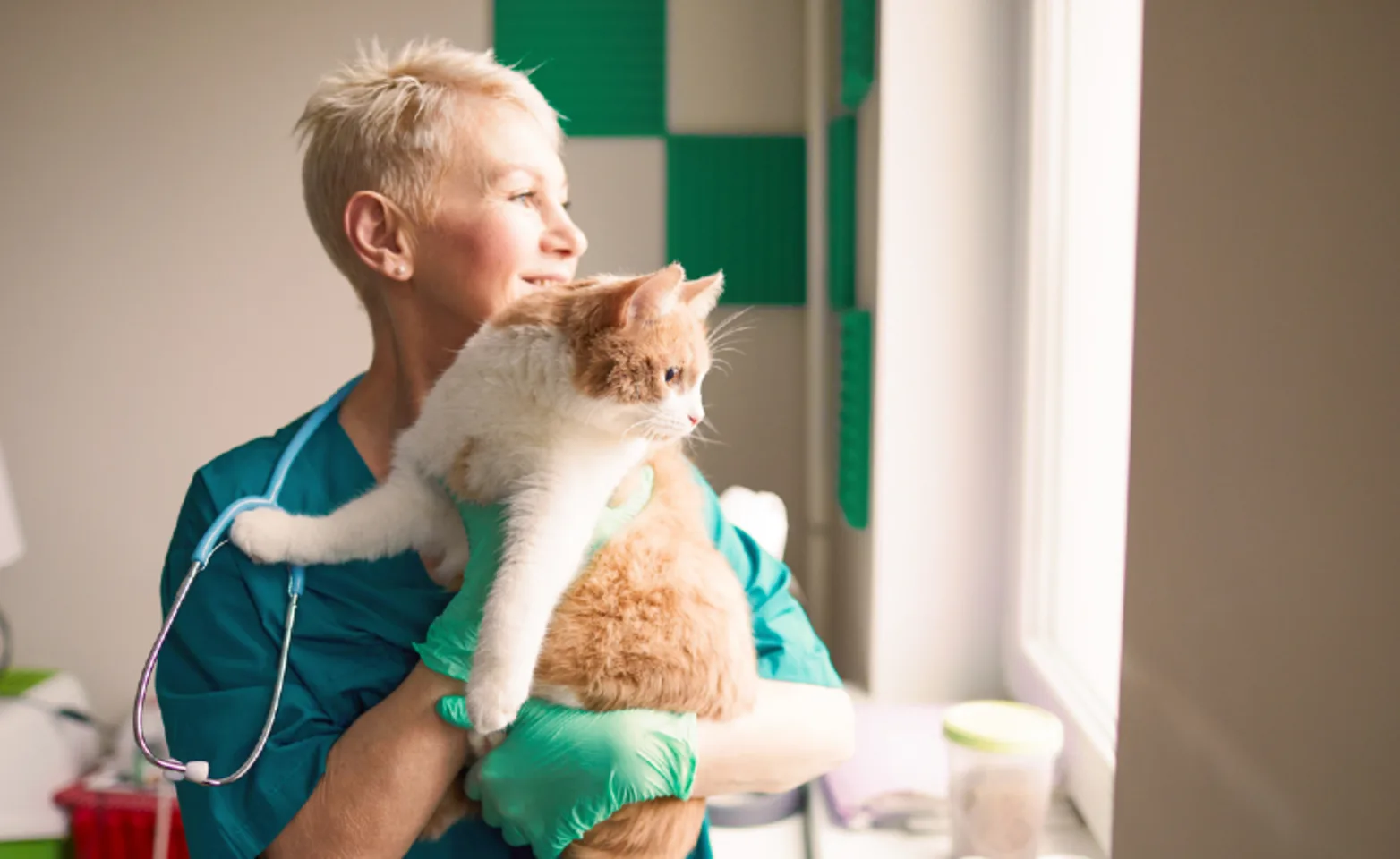 Veterinarian holding a white and orange cat Veterinarian holding a white and orange cat