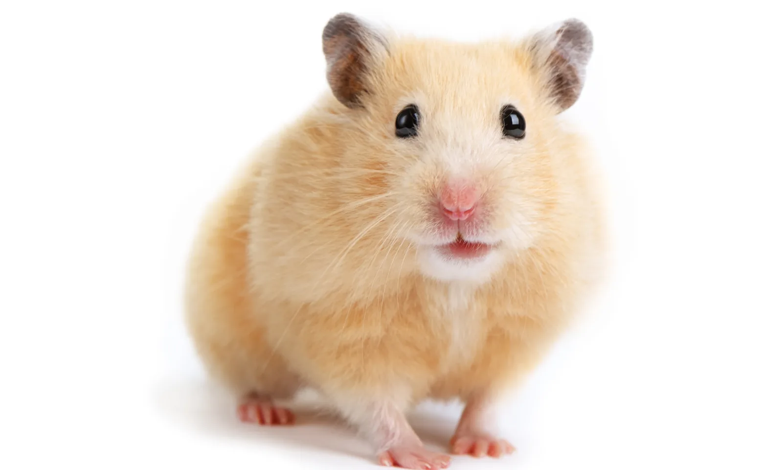Hamster Hamster
