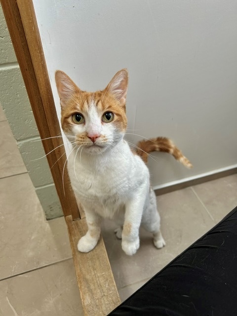 An orange cat standing up