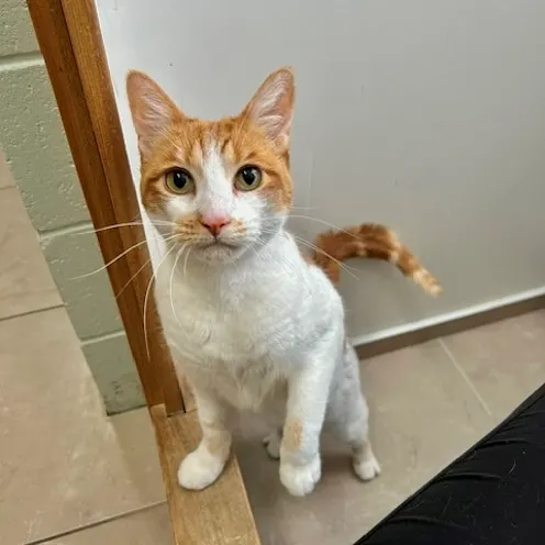 An orange cat standing up An orange cat standing up