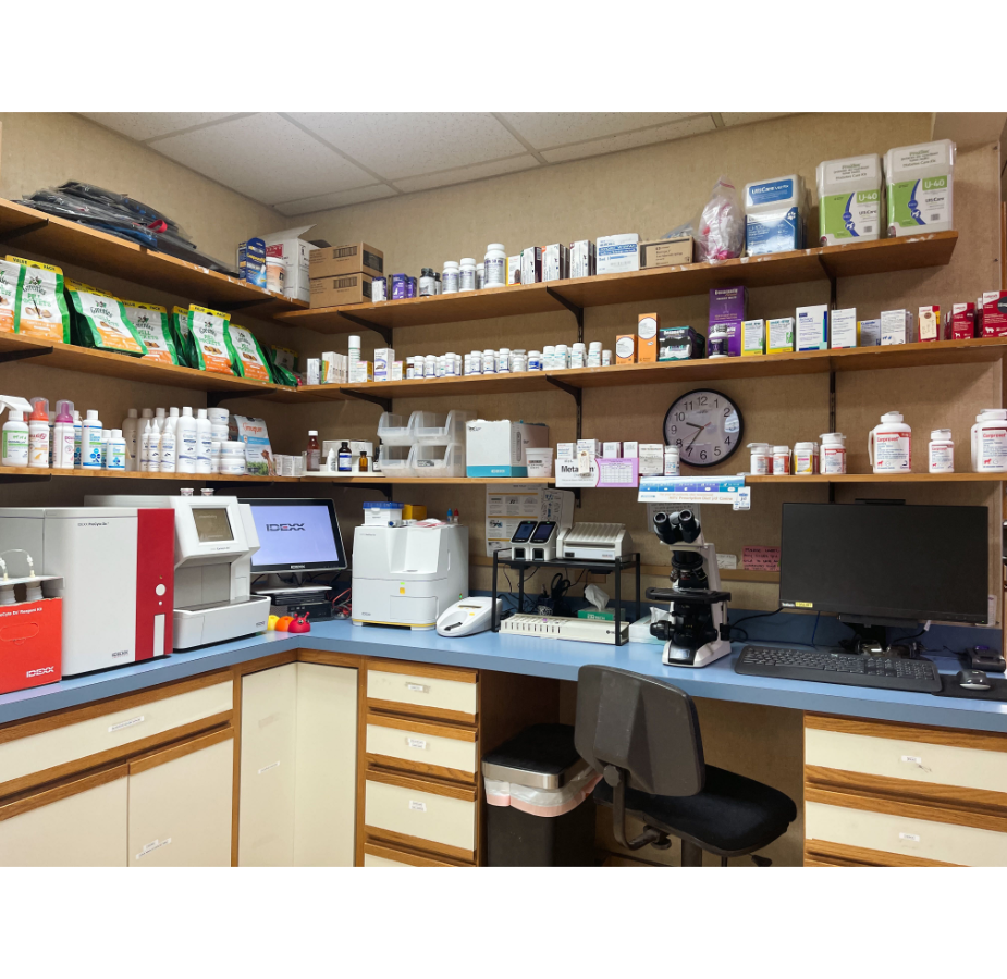 Lab at Eastern Shore Animal Hospital