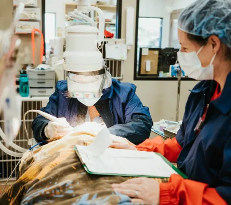 Dentist and nurses working on pet's teeth
