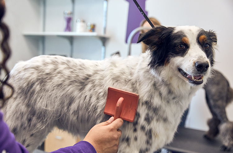 Grooming & day spa Beard Dog