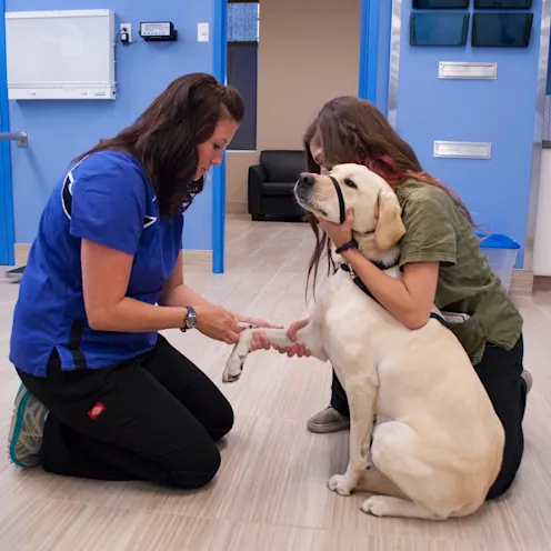 blood sample dog blood sample dog