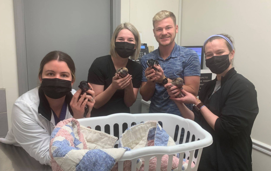 Family Veterinarian in Blanchester Seven Hills Pet Clinic