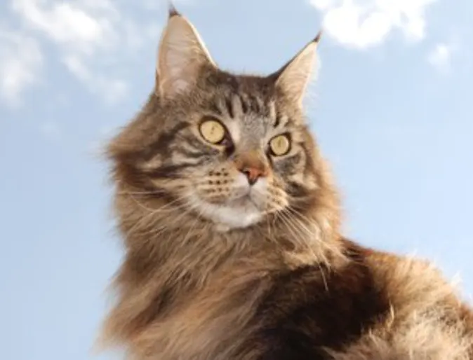 Maine Coon Maine Coon