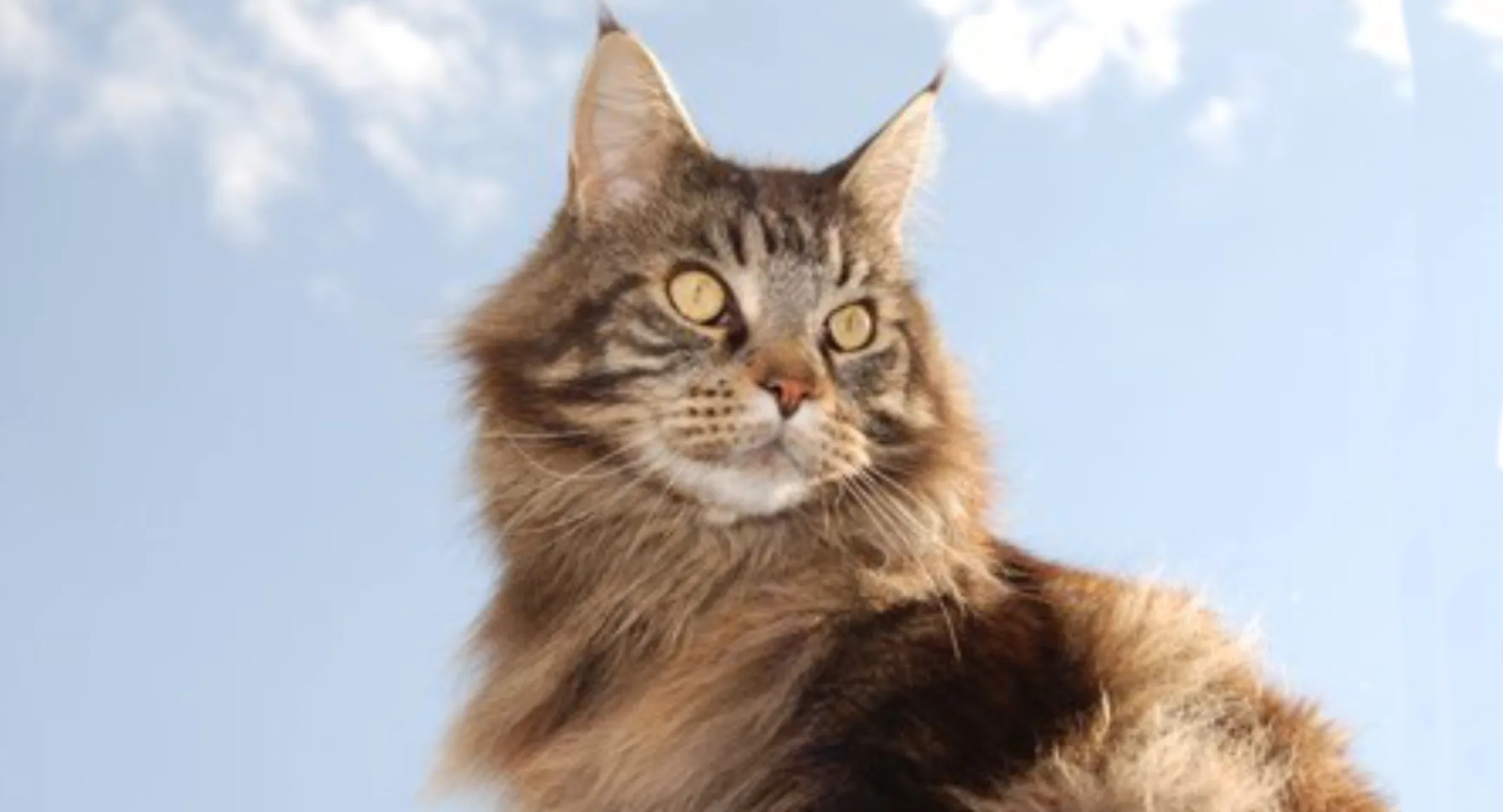 Maine Coon Maine Coon