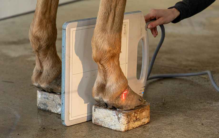 Veterinary Careers in Port Orchard, WA Clover Valley Veterinary Services