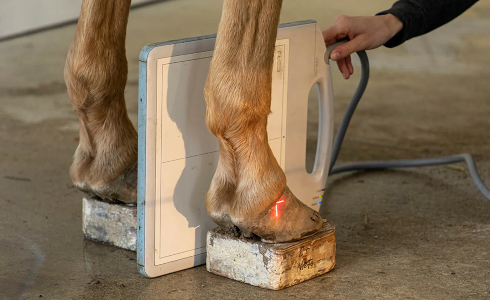 Equine Scan Leg at Clover Valley
