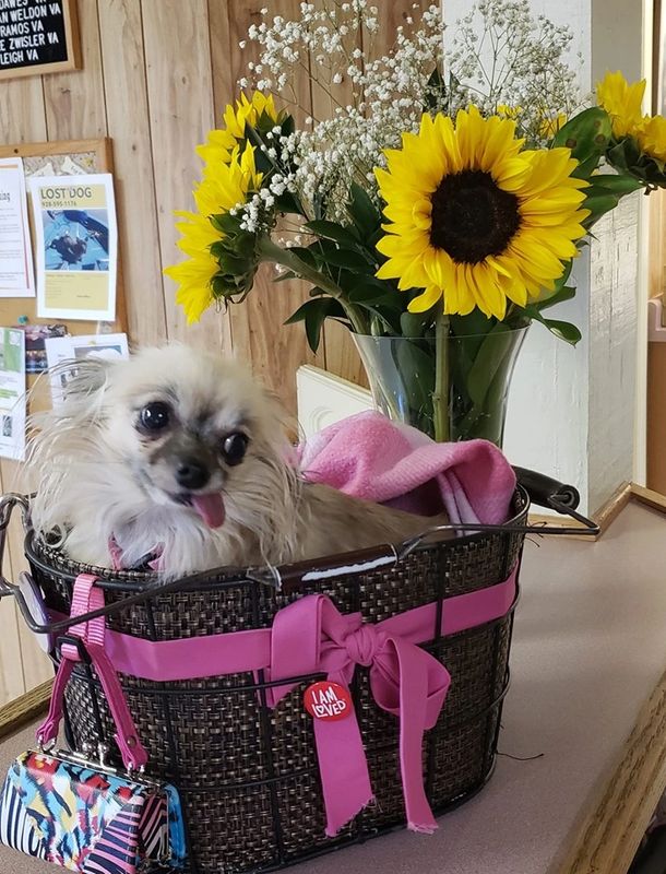 Dog in bag with tongue out