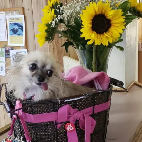 Dog in bag with tongue out