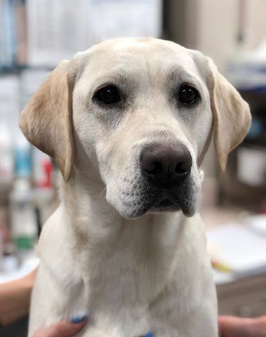 A golden white labrador looking up.
