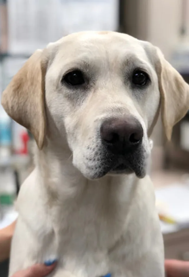 A golden white labrador looking up. A golden white labrador looking up.