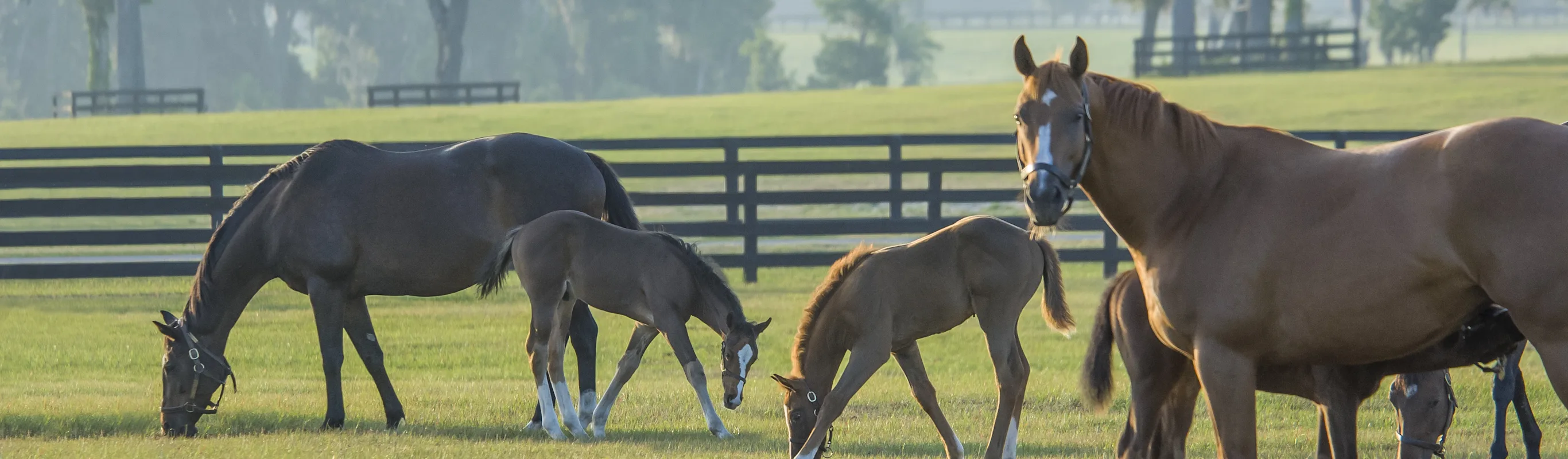 Horses grazing on a field of grass Horses grazing on a field of grass