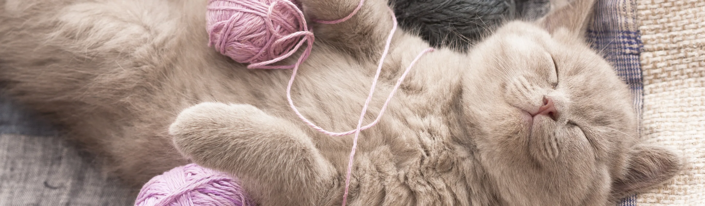 cat sleeping with yarn
