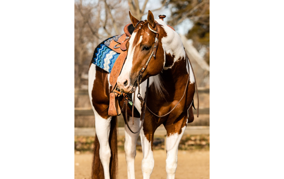 HesPrettySensational - White & Brown Horse