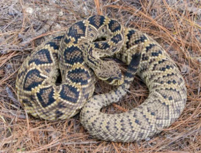 Eastern Diamondback Rattlesnake Eastern Diamondback Rattlesnake