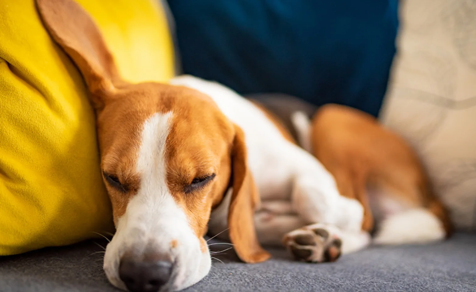 Dog sleeping on pillow