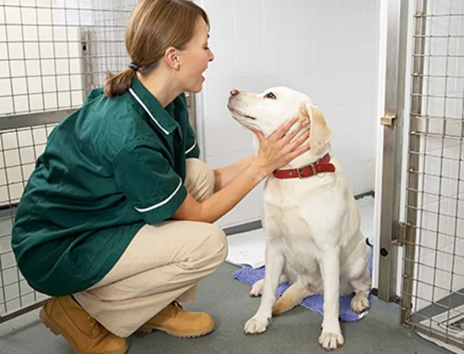 Staff with dog at shelter Staff with dog at shelter