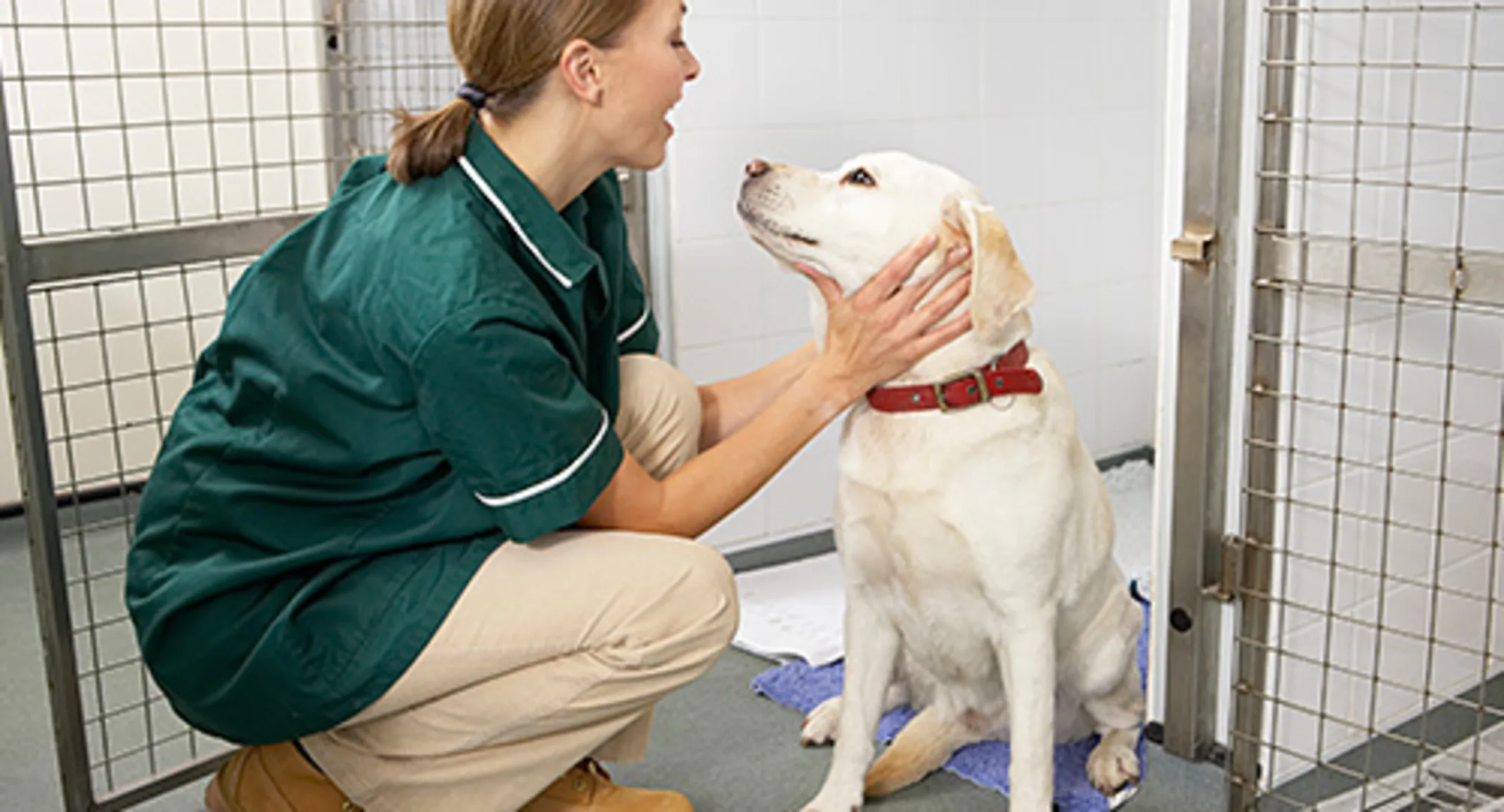 Staff with dog at shelter Staff with dog at shelter