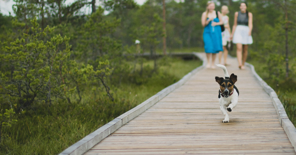 Veterinarian in Fredericksburg, VA, Richmond, VA, and Midlothian, VA