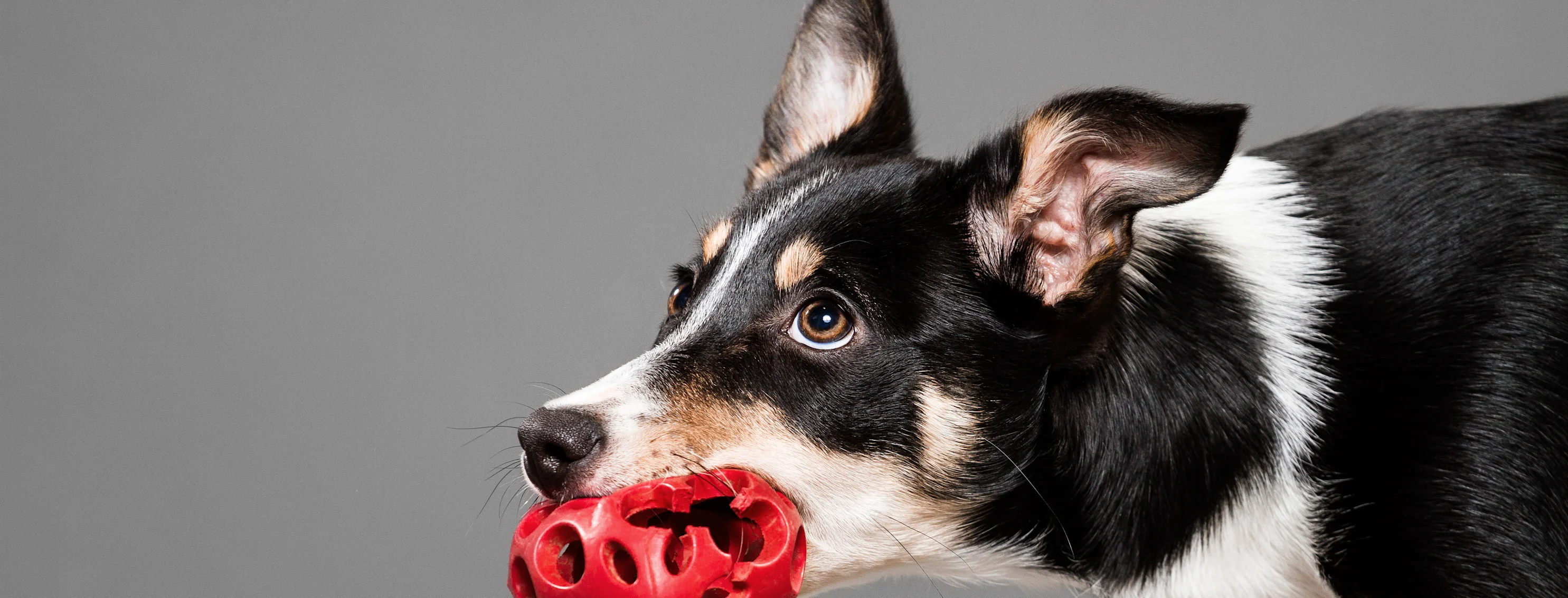 a dog holding a red ball by its mouth a dog holding a red ball by its mouth