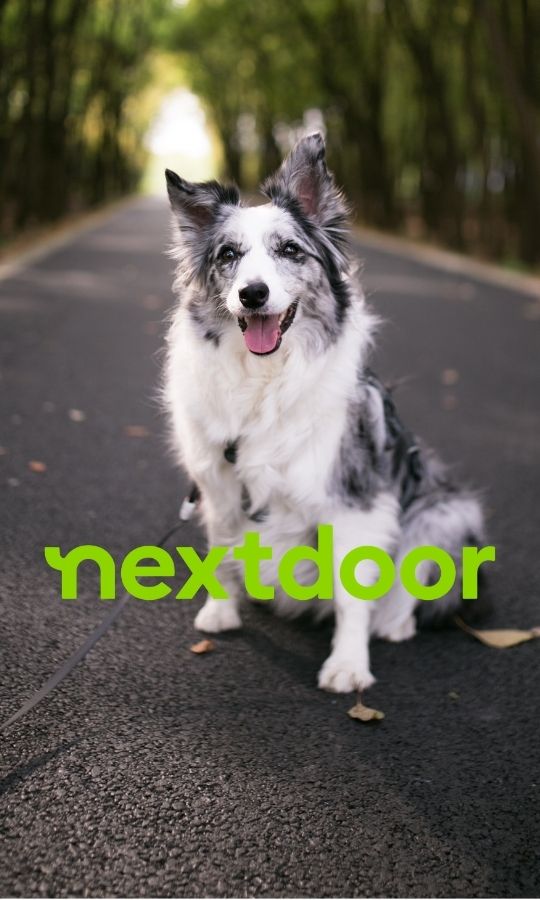 Nextdoor Logo in front of dog sitting in the street