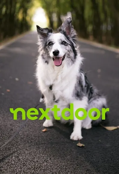 Nextdoor Logo in front of dog sitting in the street Nextdoor Logo in front of dog sitting in the street