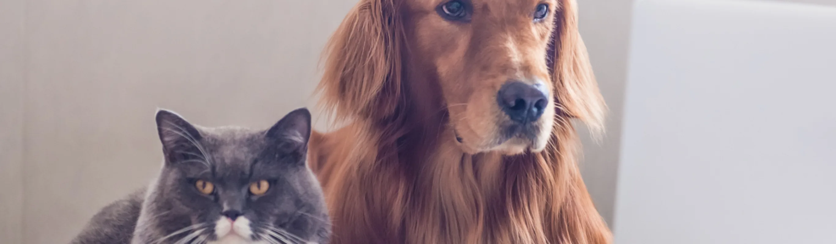 Cat and dog laying in front of a laptop Cat and dog laying in front of a laptop