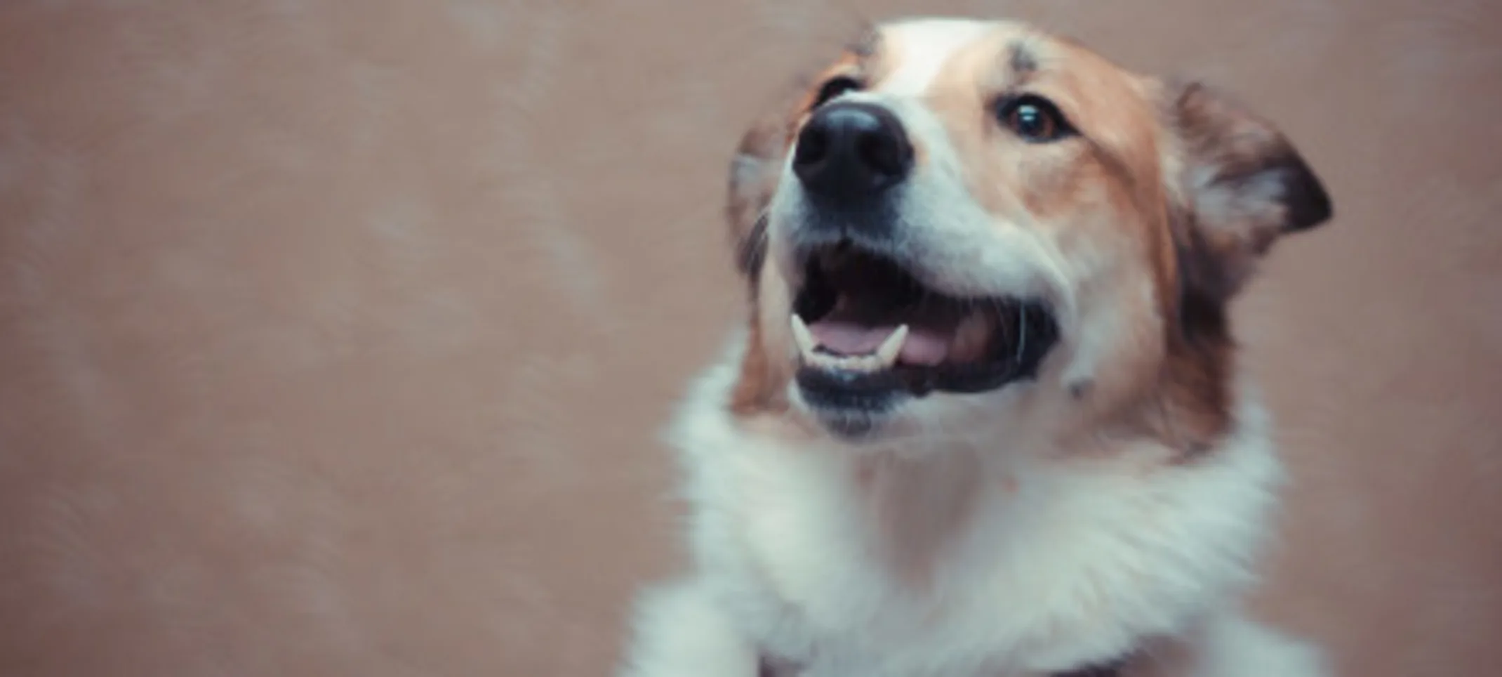 A brown dog smiling. A brown dog smiling.