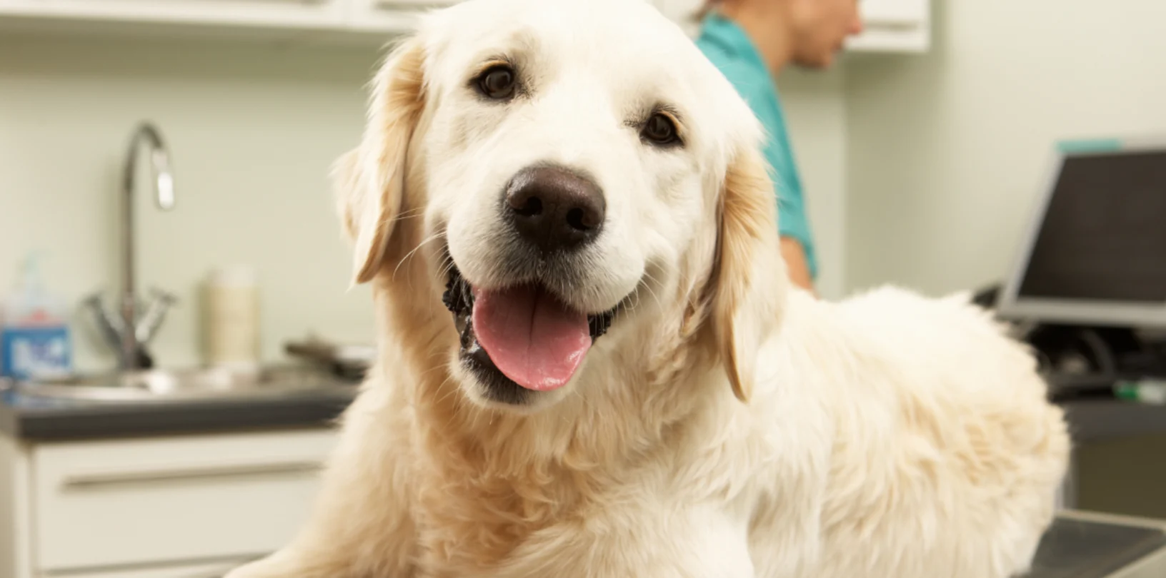 Dog Lying on Exam Table Dog Lying on Exam Table