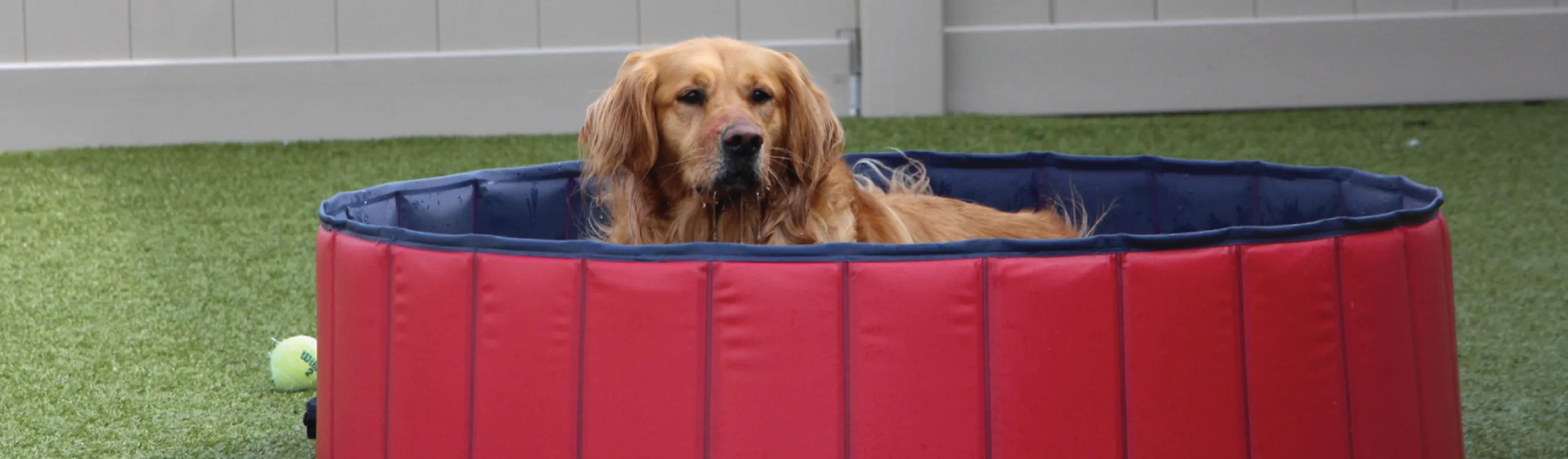 Dog laying down outside in red tub