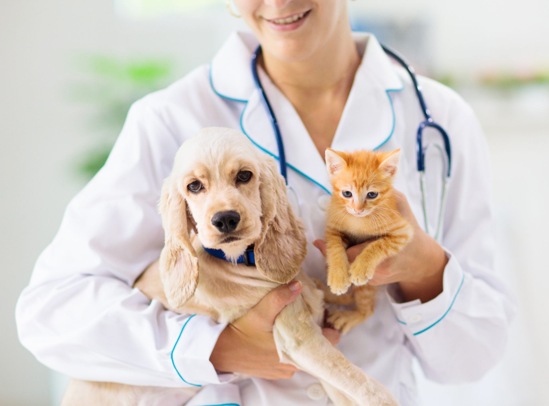 Veterinarian holding a kitten and a golden retriever puppy. 