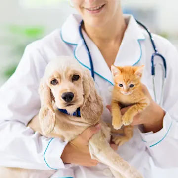 Veterinarian holding a kitten and a golden retriever puppy. Veterinarian holding a kitten and a golden retriever puppy.
