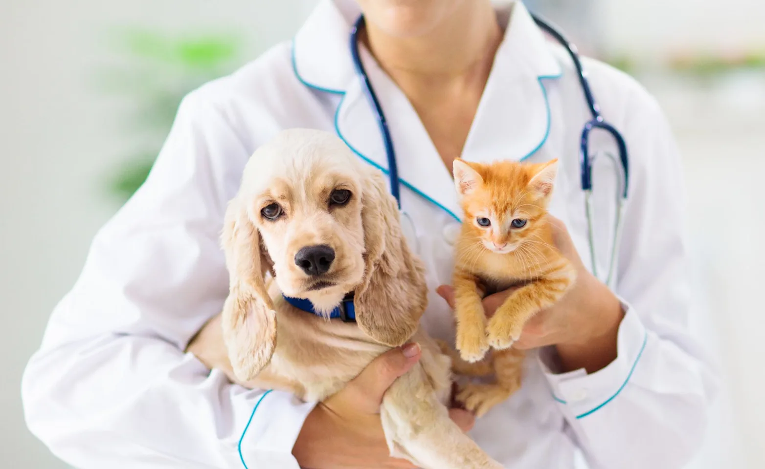 Veterinarian holding a kitten and a golden retriever puppy. Veterinarian holding a kitten and a golden retriever puppy.