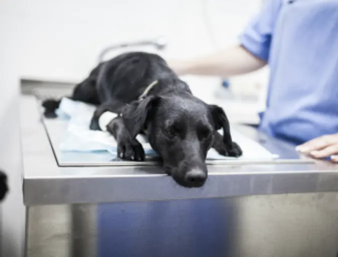 Dog on table with veterinary staff Dog on table with veterinary staff