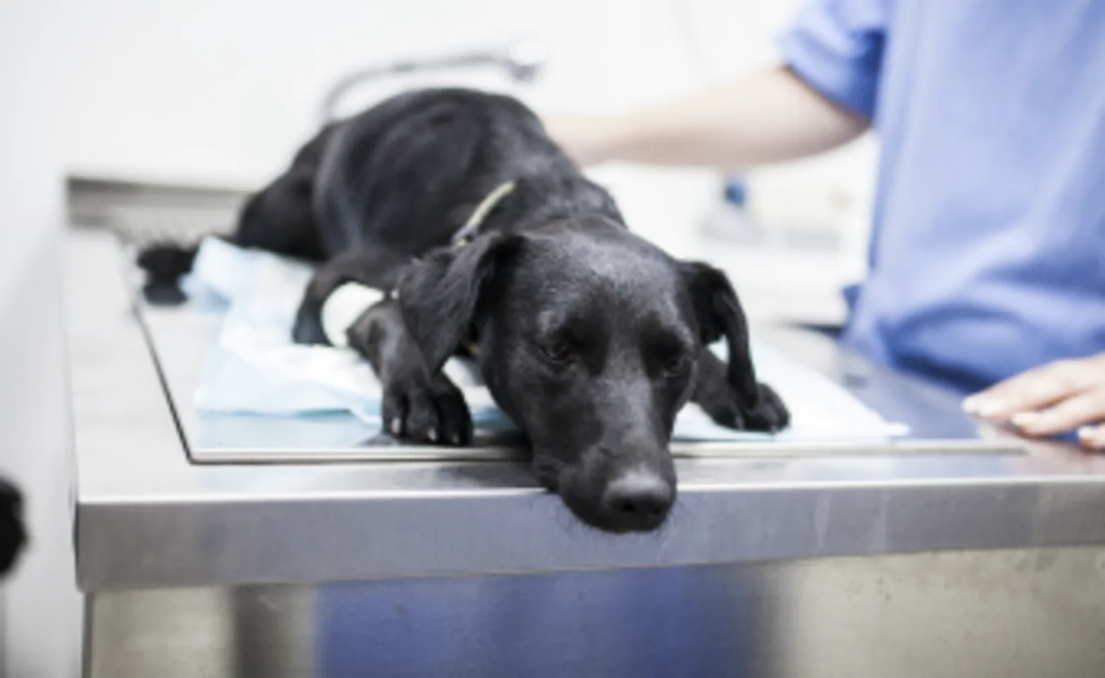 Dog on table with veterinary staff Dog on table with veterinary staff