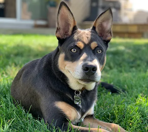 A dog sitting on grass A dog sitting on grass