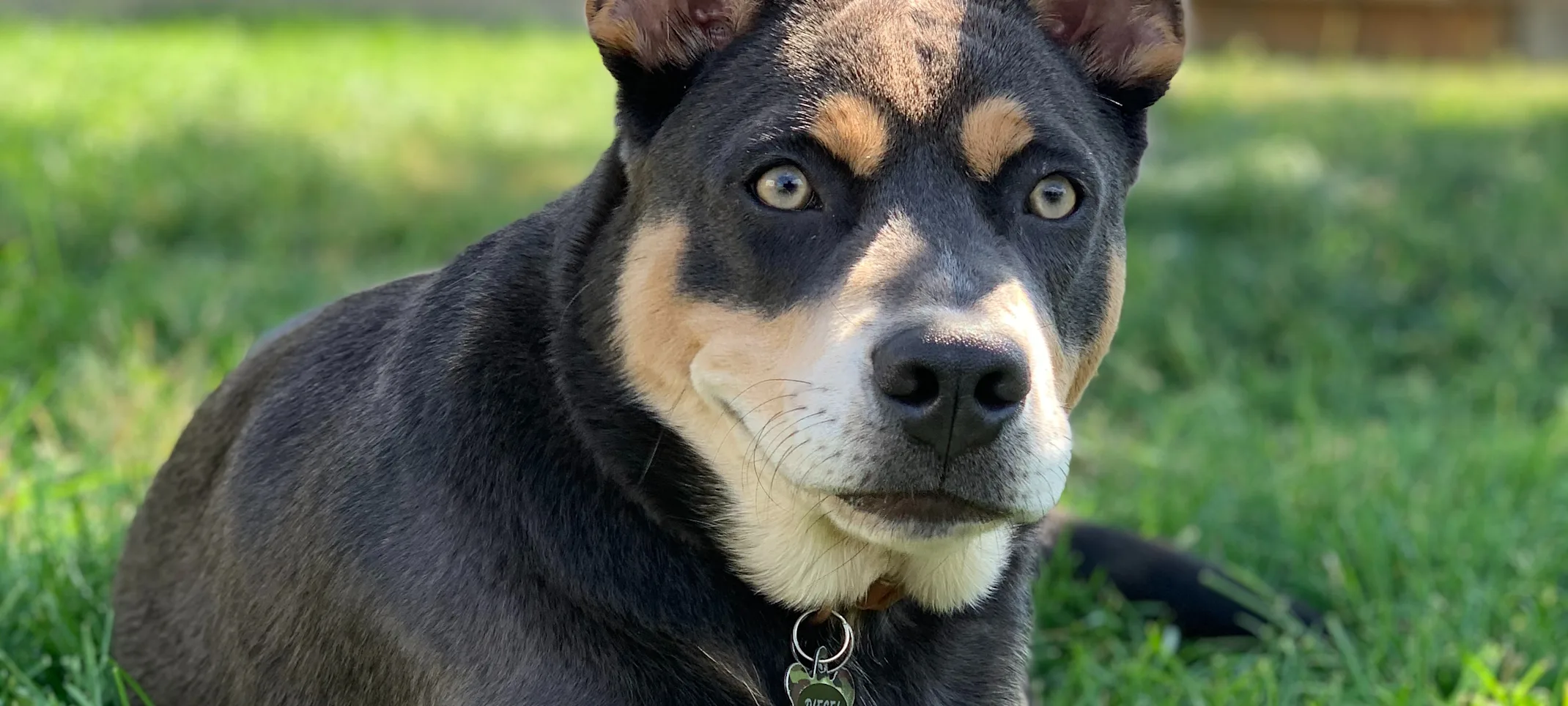 A dog sitting on grass A dog sitting on grass