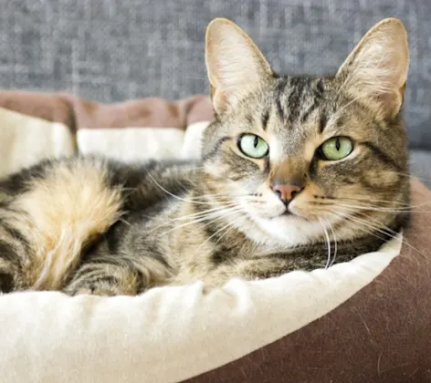 Brown Cat Laying on Brown Bed on a Couch Brown Cat Laying on Brown Bed on a Couch